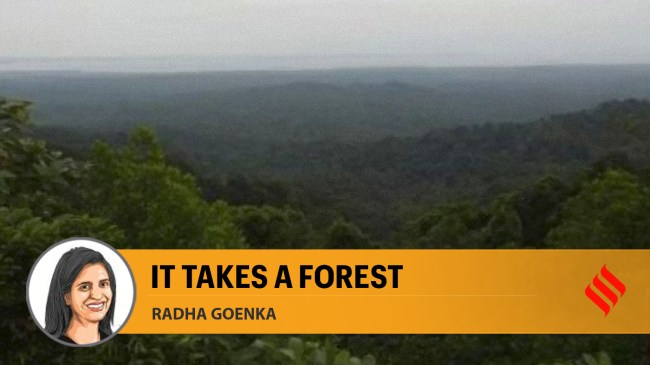 forest