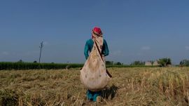 A farmer picks ears of paddy left over by a harvester in a field in Kalampura, Haryana. (Reuters)