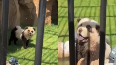 A Chinese zoo was caught dyeing dogs to make them look like pandas (Image source: @syncronus/X)