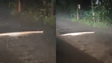 A 6-foot Indian rock python seen in Mumbai's Aarey forest (Image source: @ranjeetnature/X)