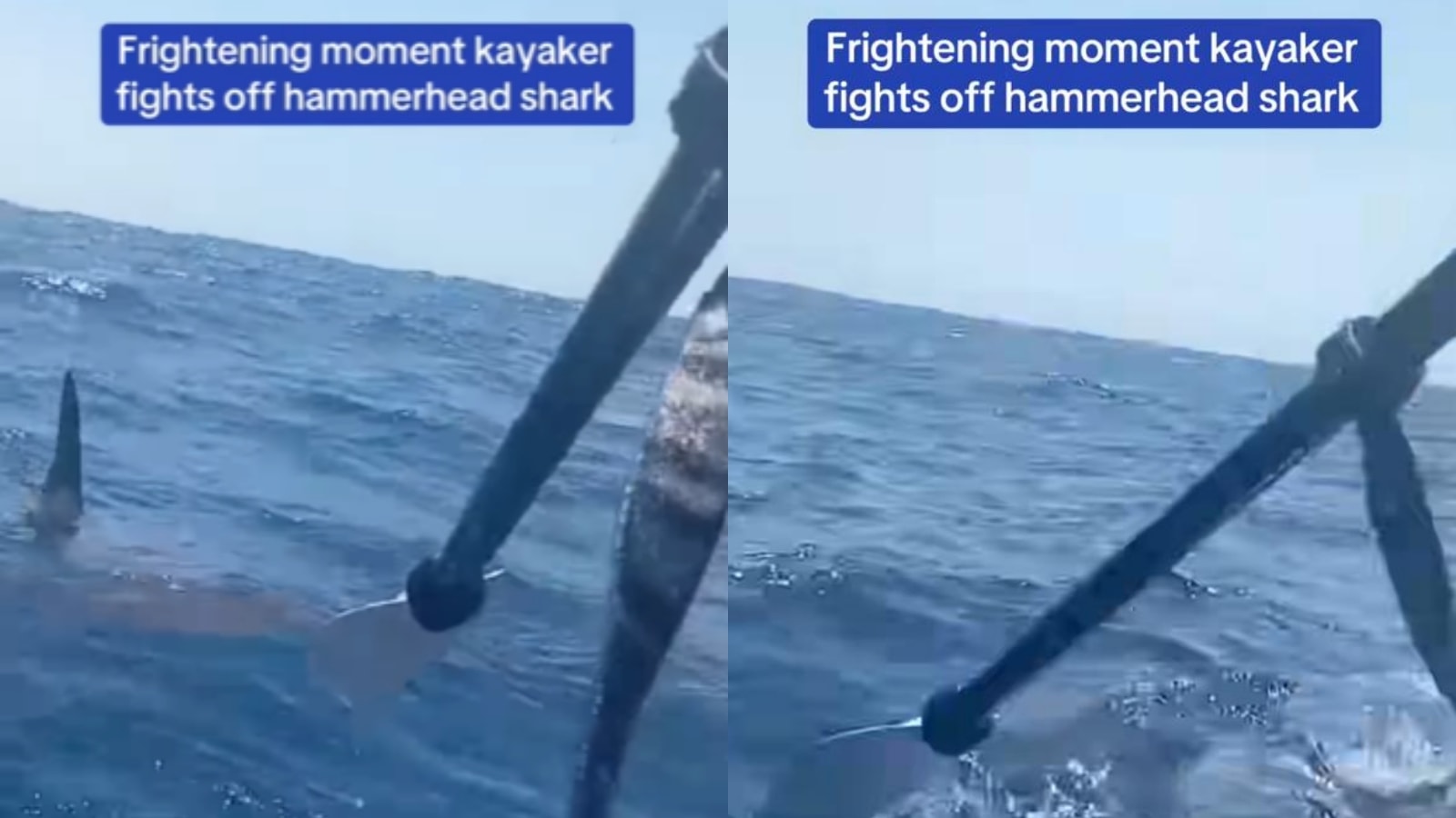 Kayaker fends off hammerhead shark with paddle in stunning viral video