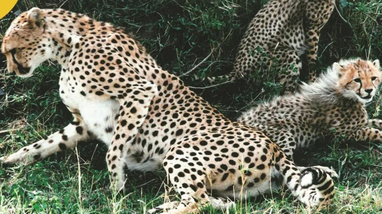 After sudden cheetah deaths in Kuno, Centre turned to Reliance’s wildlife facility for help 