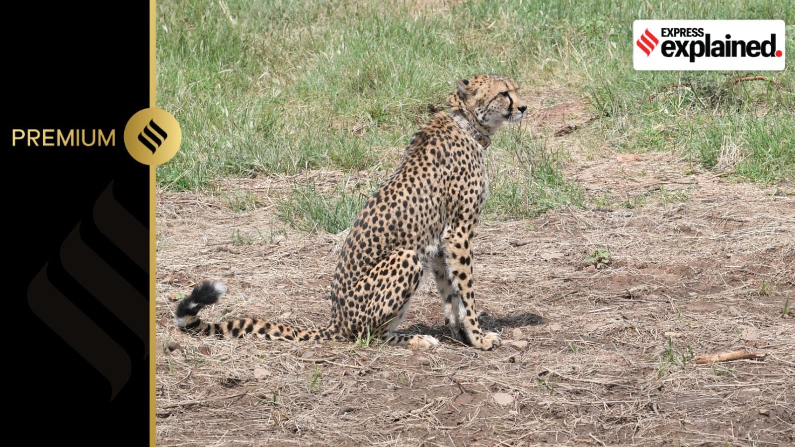 The Cheetahs were released in Kuno National Park, Madhya Pradesh, on September 17, 2022 by PM Modi.