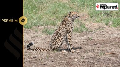 The Cheetahs were released in Kuno National Park, Madhya Pradesh, on September 17, 2022 by PM Modi.