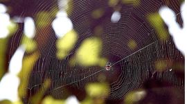 Zoological Survey of India discovers new spider species
