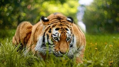 Tiger attack