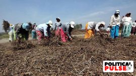 soyabean prices fall below minimum support price