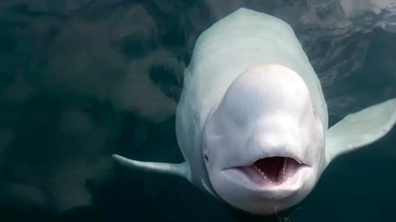 Enticing Indian Bath Spy Performances