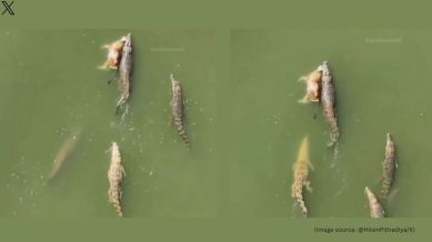 The aerial view of Vishwamitri River amid flood in Vadodara (Image source: @HitenPithadiya/X)