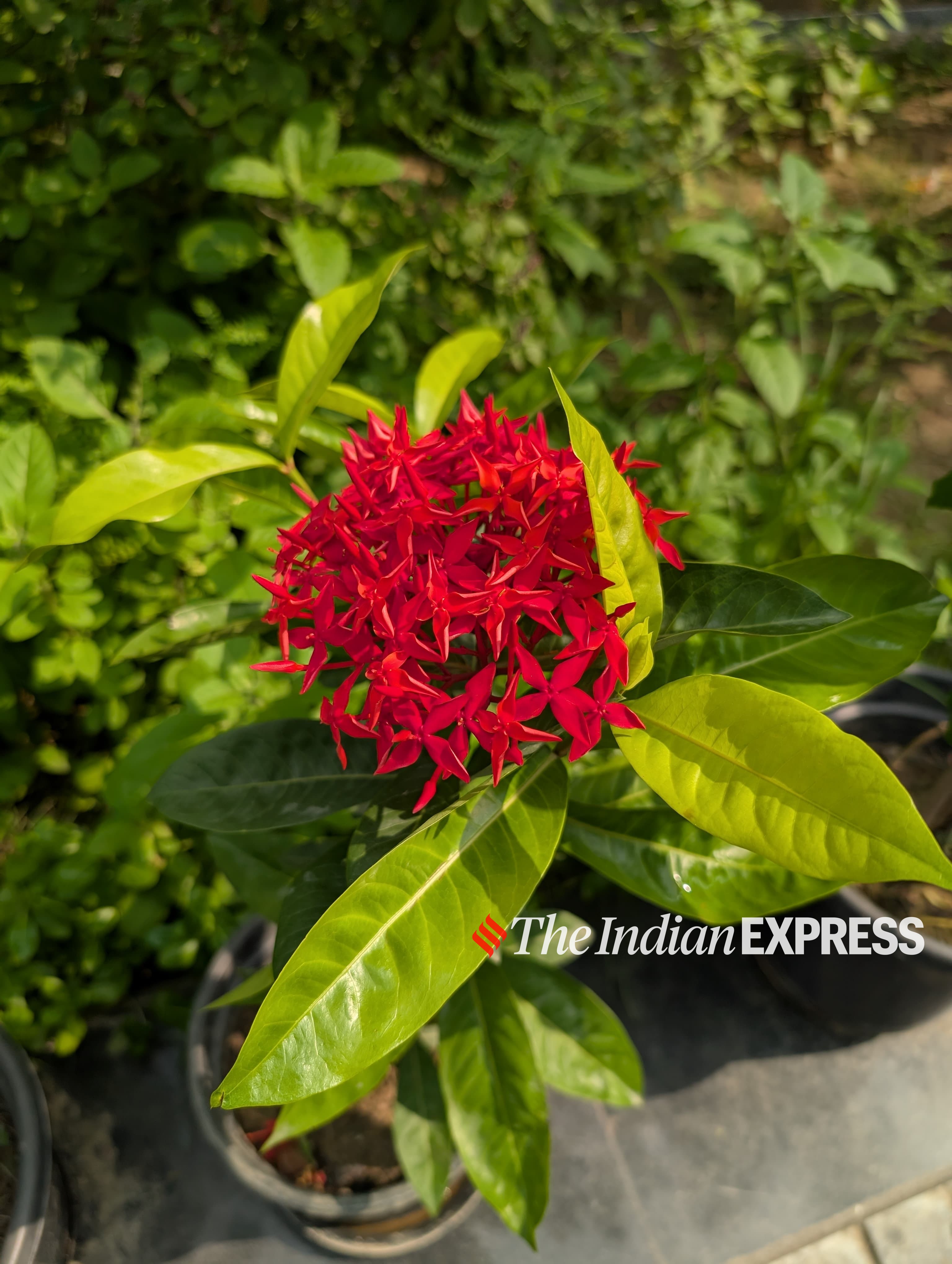 Pixel 9 sample Image. (Image: Bijin Jose/The Indian Express)