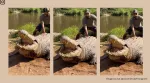 '124-year-old' crocodile at the Crocworld Conservation Centre in South Africa (Image source: @cavemanrob/Instagram)