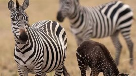 Zebra