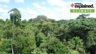 40% of Amazon rainforest most vital to climate is unprotected