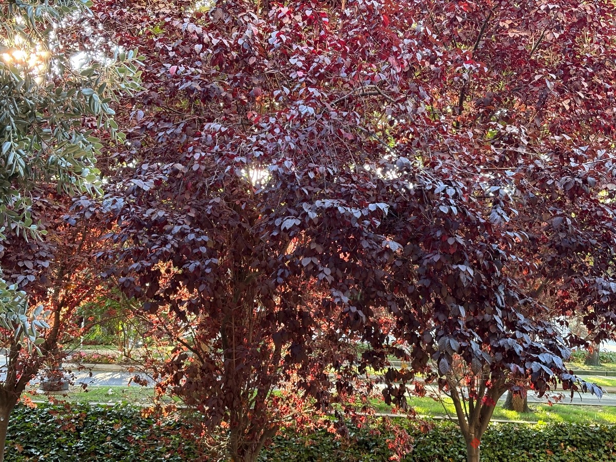 Apple iPhone 16 camera sample