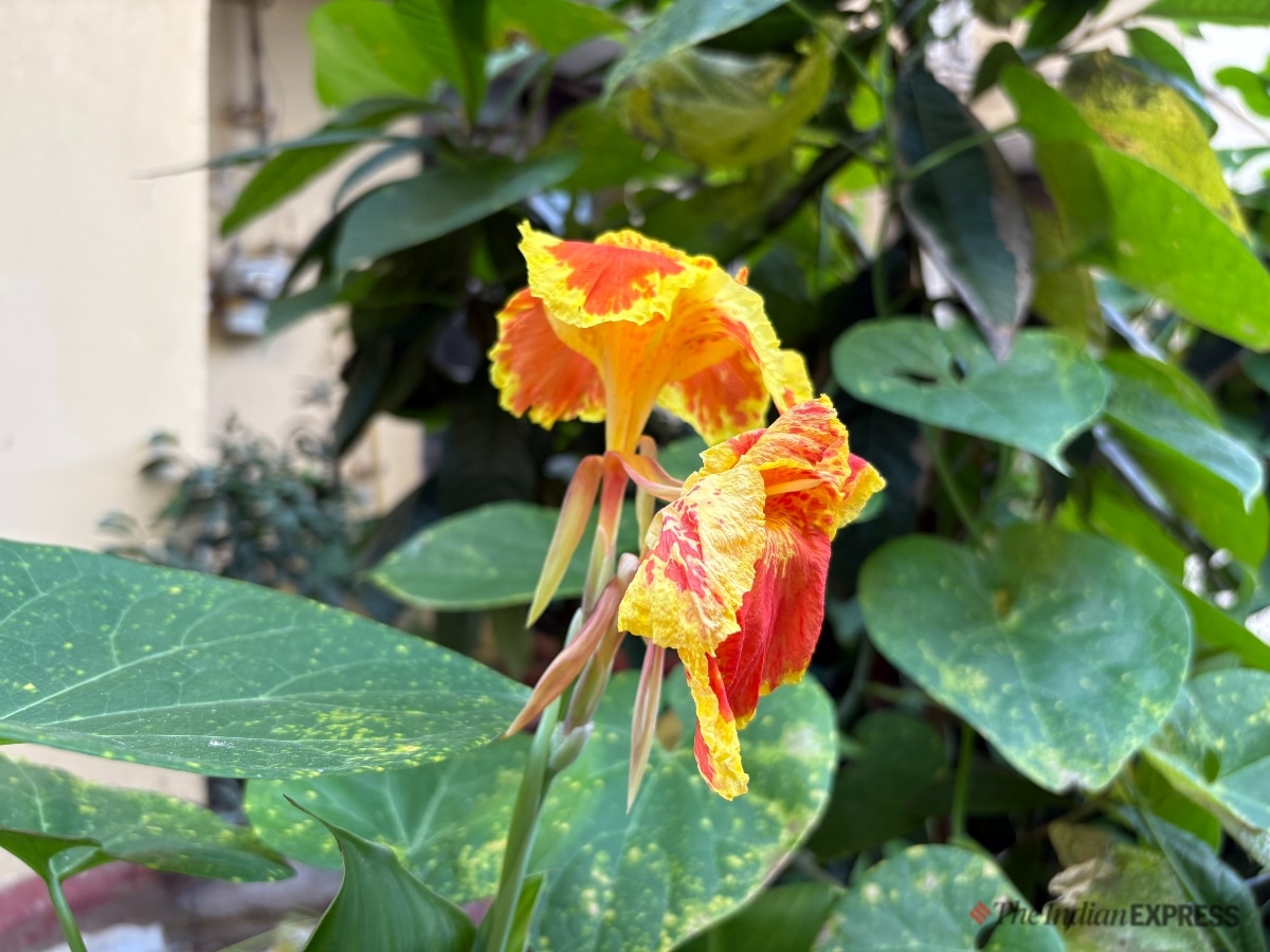 Apple iPhone 16 camera sample