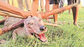 UP, uttar pradesh, UP wolves, wolves in UP, bahraich, bahraich news, UP forest department, UP forest department catches wolves, UP news indian express