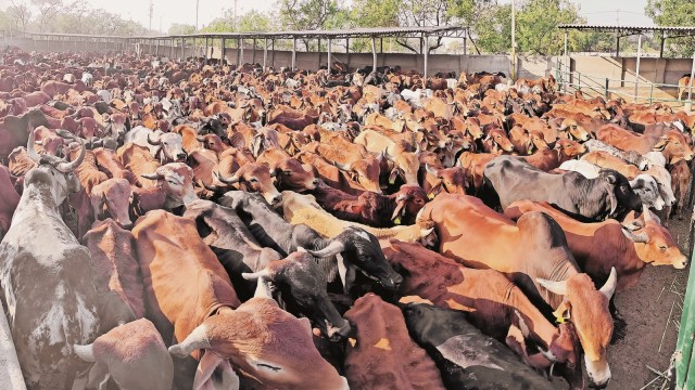 cattle pound, carnal  deaths allegations, rajkot, ngo, jeevdaya ghar, carnal  deaths, congress, aap, attraction    grant, monsoon deaths, Indian explicit  news