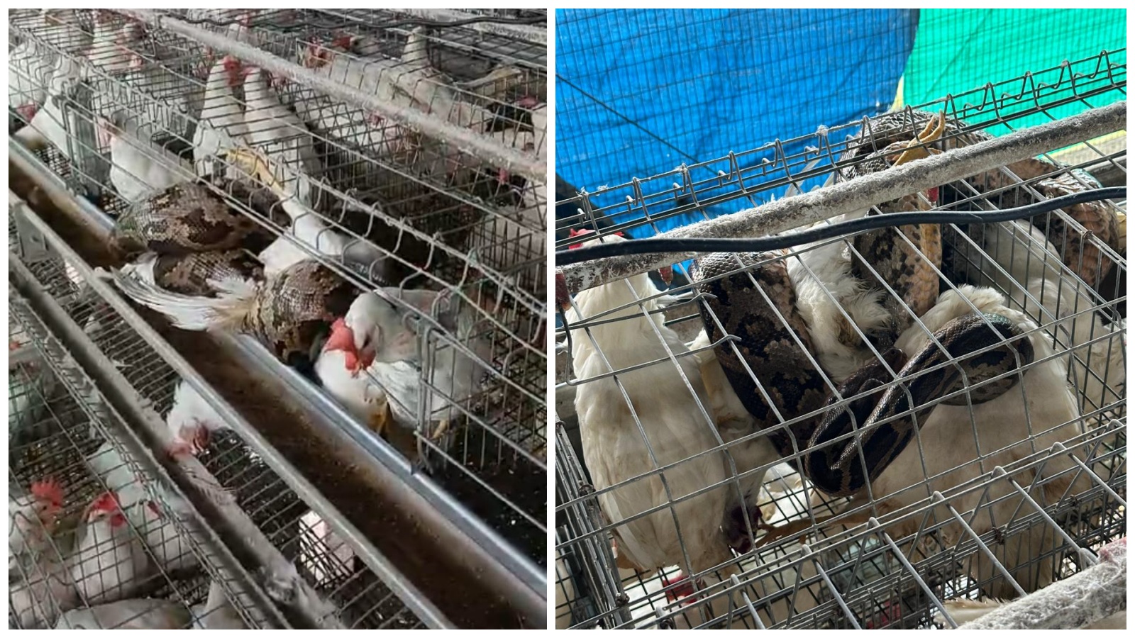 The reptile had taken four hens in its grip (Forest department)