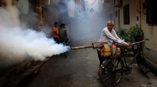 According to official data provided by the health department, the number of positive dengue cases recorded in the state from January 1 to September 19 stood at 448. (Representational Photo)