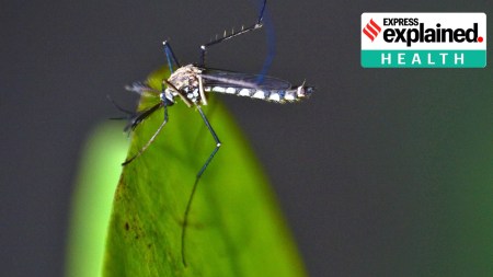 Dengue is a viral infection which is transmitted by the Aedes aegypti mosquitoe.