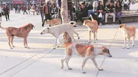 A committee of the Chandigarh administration to decide genuine claimants of the compensation is scheduled to meet on Thursday. dog bite