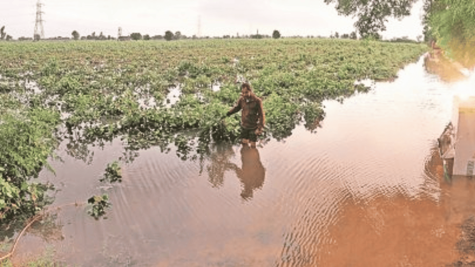Torrential rains affect standing crops on over 8L hectares of farm land ...