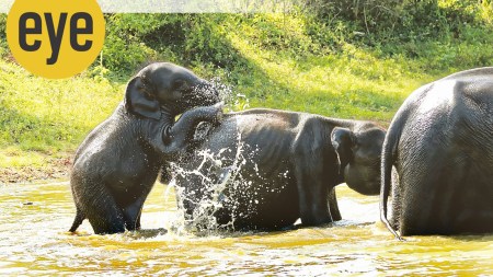 Elephants cool off in a pool at Yala National Park