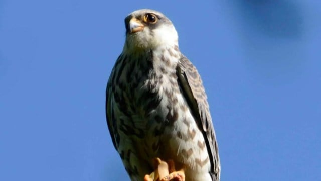 Migratory falcons spotted in Manipur’s Tamenglong district, patrolling ...