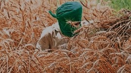 wheat allocation, National Food Security Act, Pradhan Mantri Garib Kalyan Anna Yojana, wheat allocation hikes, nfsa, pmgkay beneficiaries, food, security, Indian express news