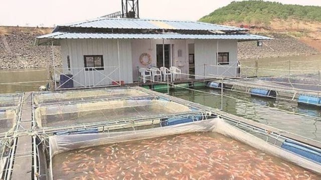 fish farming, Surat colony   ponds, food  cultivation, surat district, income generation, surat ponds rent, improvement  works, gram panchayat, tendering process, Indian explicit  news