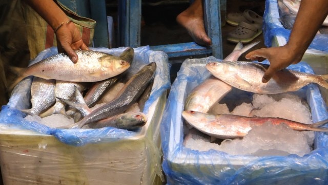 Hilsa export