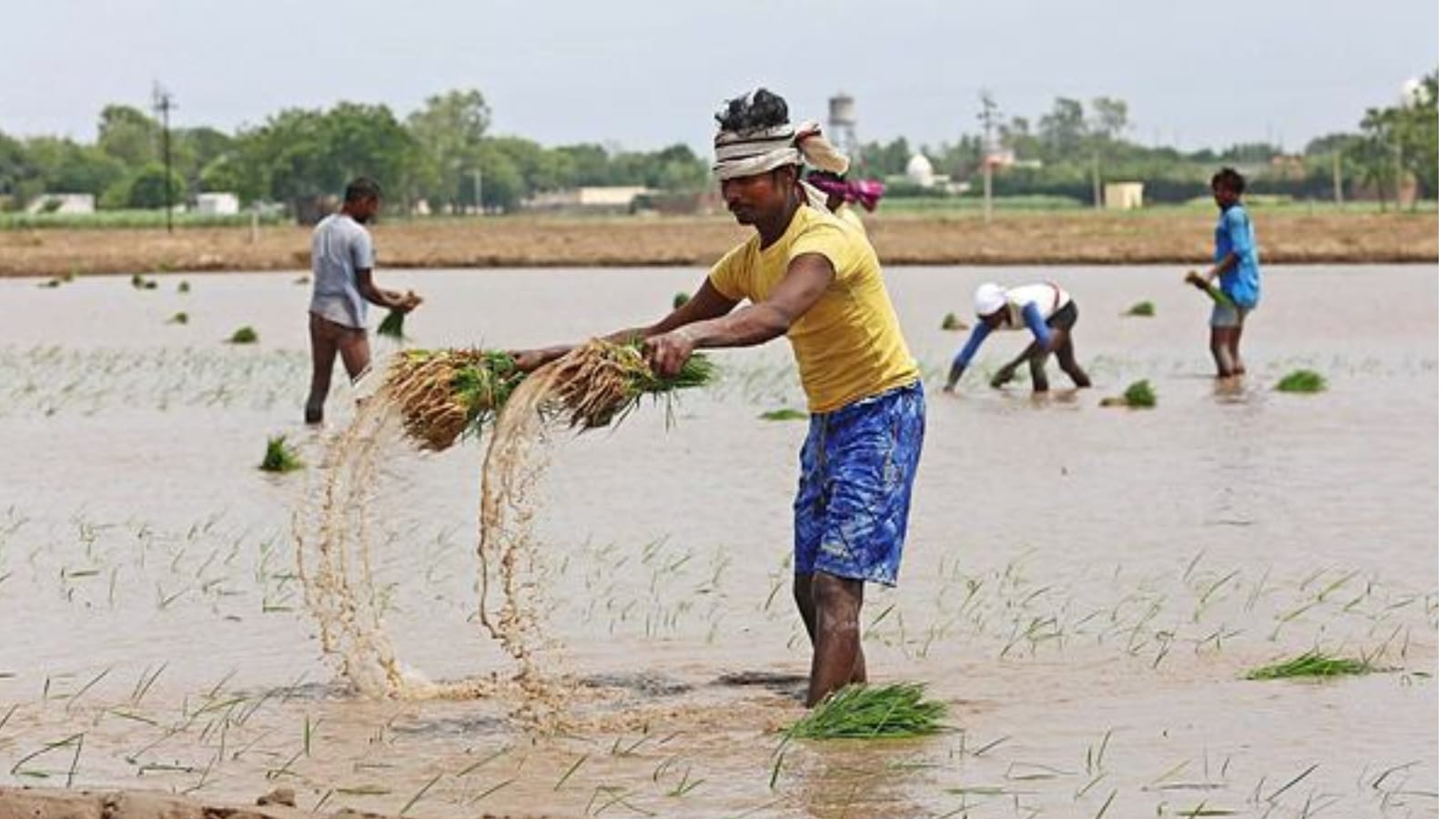 Uneven rains, water-intensive crops: Concerns over Kharif yield mount for UP farmers