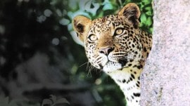 Search on for big cat, Navsari big cat escape, Woman injured, woman fracture, Gujarat leopard news, woman hurt after attack, Indian express news