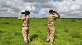 madhya pradesh forest