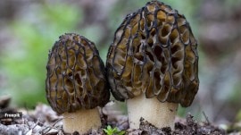 Morels grow in the wild, mushrooms