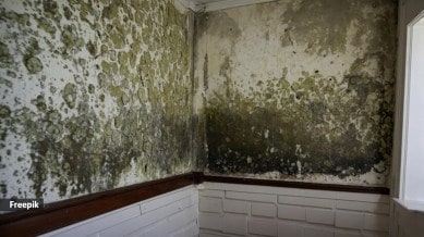 mould