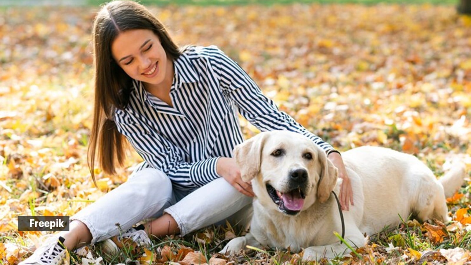 Is your pet acting weird? This might be the reason why Petsanimals