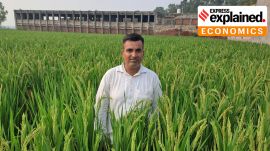 pusa-44, pusa-2090, pusa rice