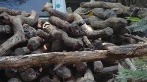 Pune sandalwood theft