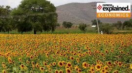 sunflower edible oil oilseed