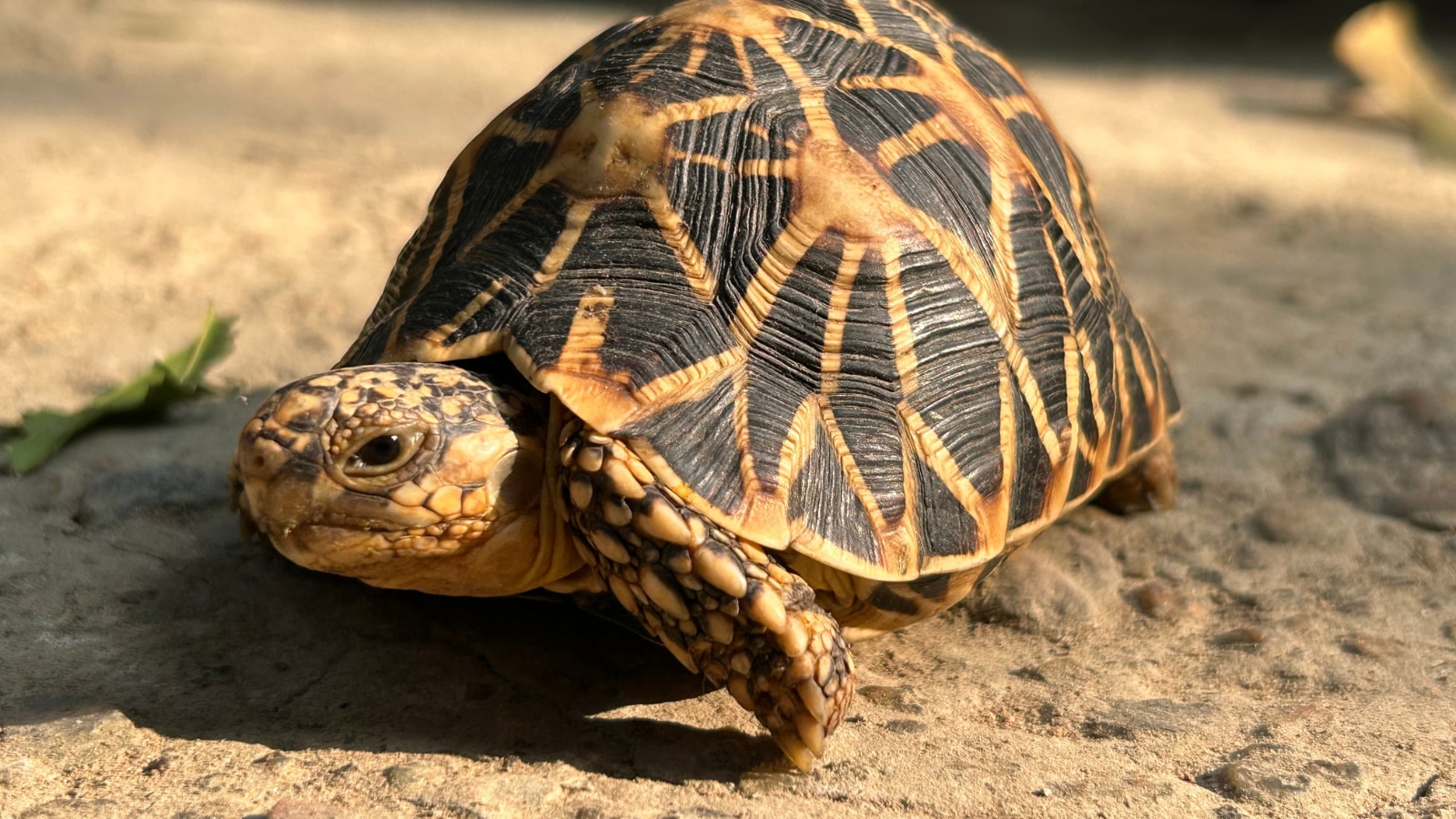Indian Star Tortoise