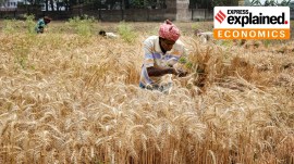 De-hyphenating rice-wheat