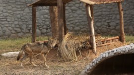 wolf dead, delhi zoo, indian express