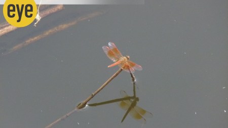 Saffron-gold dragonflies at the Yamuna Biodiversity Park (Credit: Ranjit Lal)