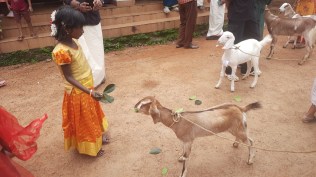 ‘Onathinnoru Kunjaadu (A goat kid for Onam)’, is an attempt to help students from some of the most economically vulnerable tribal families in Thulapally find a means of sustenance through goat rearing. (Express Photo)