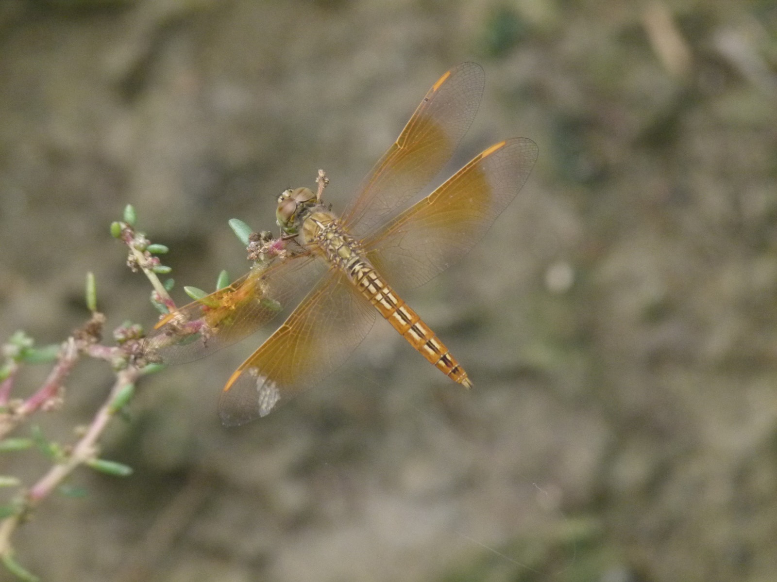 This is the best season for dragonflies and they are everywhere.
