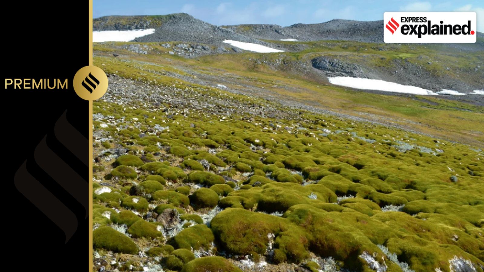 As green patch spreads in Antarctica, here’s what is worrying scientists