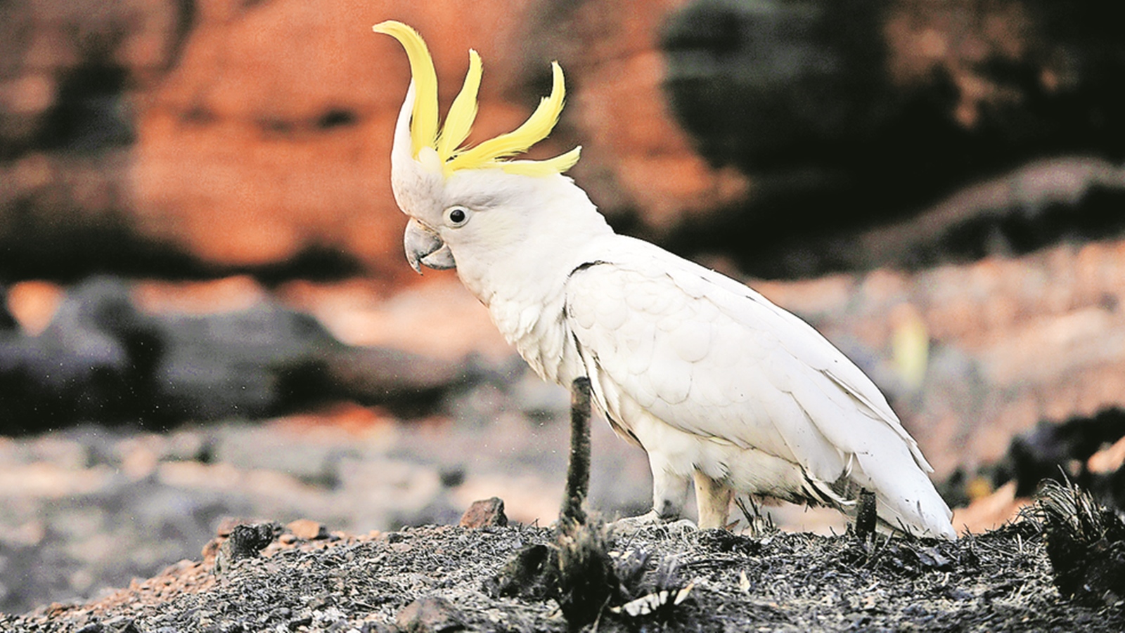 cockatoo