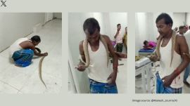 Prakash Mandal was bitten by the snake at his home in Bihar's Bhagalpur (Image source: @Mukesh_Journo/X)