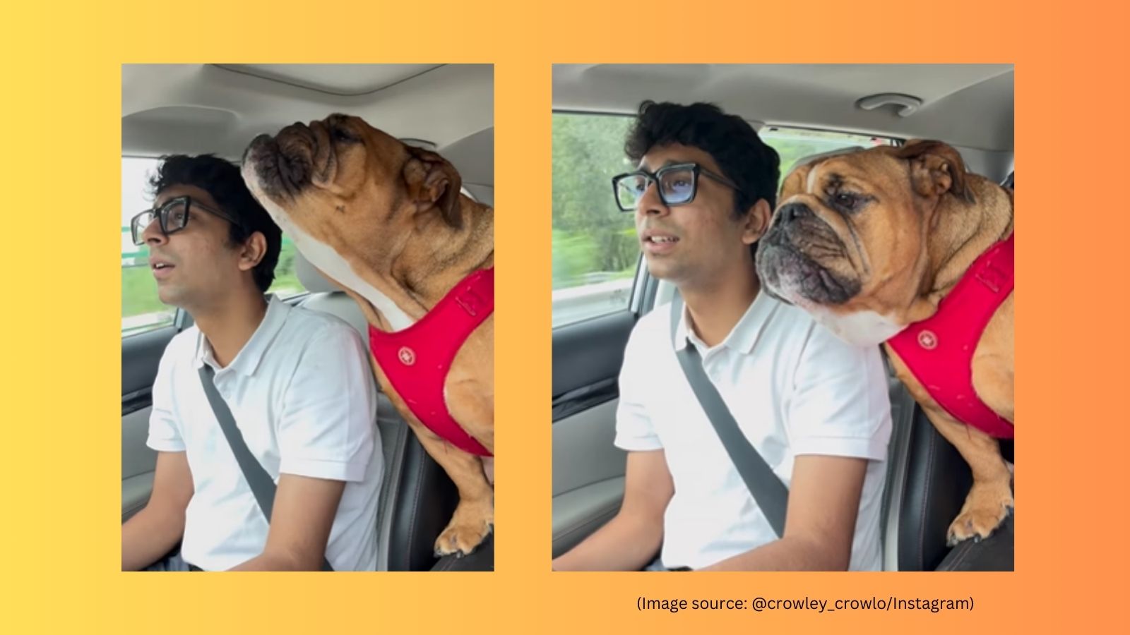 Bulldog sings Imagine Dragons's ‘Believer’